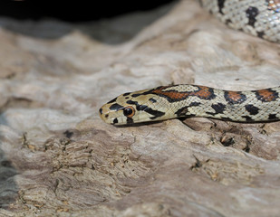 European ratsnake or Leapard snake,  Zamenis situla