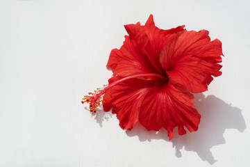 Red hibiscus flower - obrazy, fototapety, plakaty