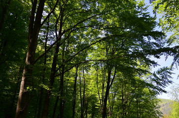 Spring beech forest with fresh light green foliage