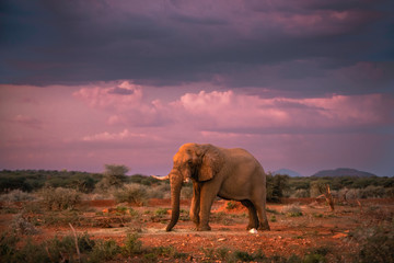 Naklejka na ściany i meble African elephants at sunset, Namibia, Africa