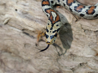 European ratsnake or Leapard snake,  Zamenis situla