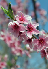 pink cherry blossom flower in spring time over blue sky.