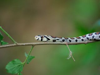 European ratsnake or Leapard snake,  Zamenis situla