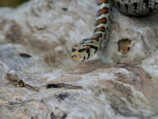 European ratsnake or Leapard snake,  Zamenis situla