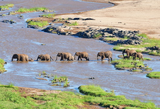 elephant crossing Olifant river in Kruger national park in SOuth Africa