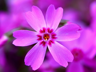 Obraz premium beautiful phlox subulata flower close up