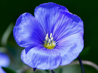 common flax or linseed flower close up