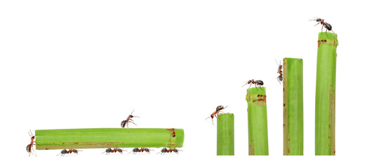 ants in a team building a step