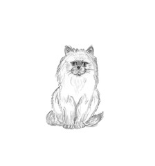 Sitting fluffy cat isolated on white background. Pencil sketch of Domestic Cute pet. Graphics drawing of animal. Hand drawn illustration.