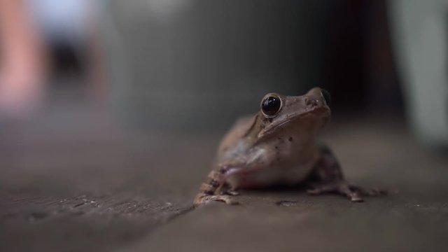 Cute frog just standing still at wooden house. close up. photogenic. 1