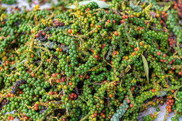 Fototapeta premium Fresh green and red peppercorns from Kampot pepper plantation. Cambodia