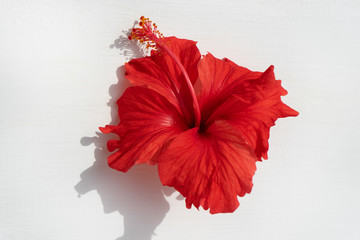 Red hibiscus flower - obrazy, fototapety, plakaty