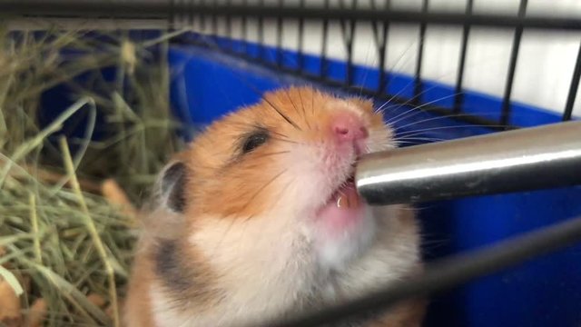 The hamster in a cage drinks water from the feeder. Close-up. Video footage.