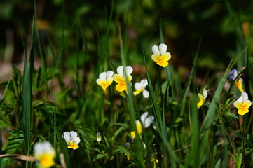 łąka wiosną,dzikie bratki wśród zielonej swierzej trawy