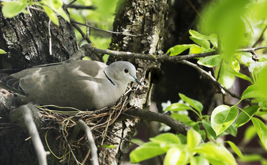 dove hatches eggs in the nest.