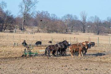 Amish Farmer Turning Team in Field Being Plowed