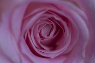 charming lovely rose, close up.