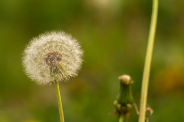 Dandelions of different maturity on a blurred green background