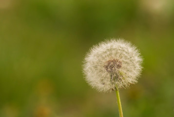 Mature dandelion with fluffy seeds