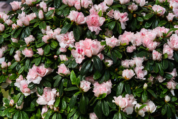 Rosa blühende Azaleen