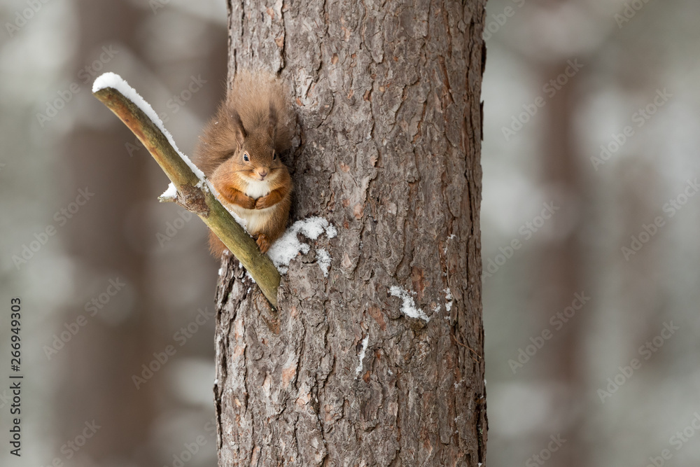Wall mural red squirrel perched on branch up a tree with snow and a white background.