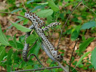 European ratsnake or Leapard snake,  Zamenis situla