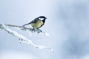 Great tit perched on a snow and moss covered branch with a white mottled background.  