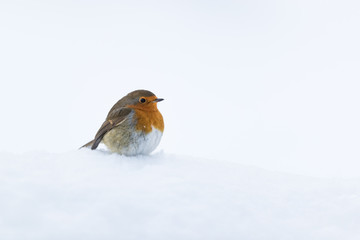 Robin red breast perched on a heap of snow with a white background.  