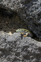 A female of the Cycladic lizard (Podarcis erhardii) basks on a warm stone on the island of Santorini, Greece. Masking lizards on a sunny day.