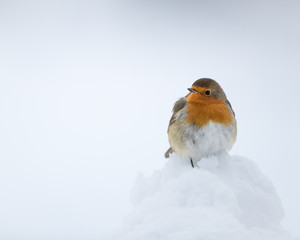 Robin redbreast perched on a pile of snow with a white background.  