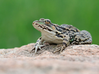 Marsh frog, Pelophylax ridibundus