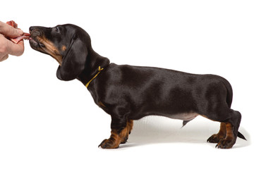 The Dachshund puppy stands sideways, hand holding meat isolated on a white background.