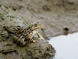 Marsh frog, Pelophylax ridibundus