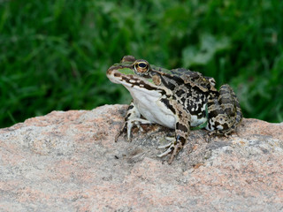 Marsh frog, Pelophylax ridibundus