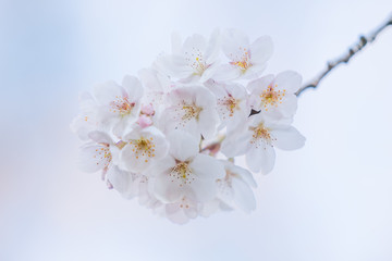 cherryblossom