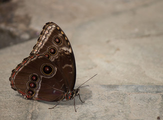 Fototapeta na wymiar Blue Morpho Butterfly, Morpho peleides resting on the ground