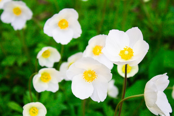 beautiful white flowers in the meadow