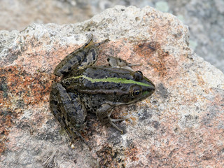 Marsh frog, Pelophylax ridibundus