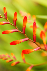 Détail de bourgeon de crocosmia