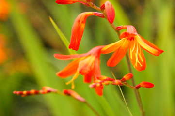 D&eacute;tail de fleur de crocosmia