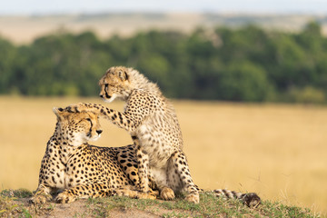 Cheetah mother and son playing around