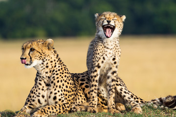Cheetah mother and son showing teeth