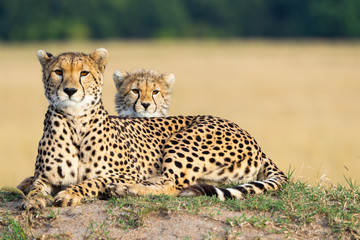 Cheetah mother and son laying together