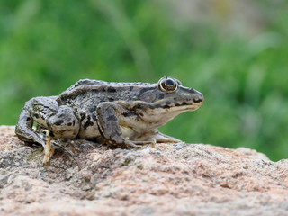 Marsh frog, Pelophylax ridibundus