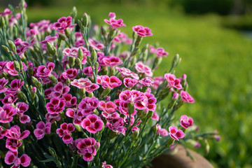 Pink flowers in the sun on a green background.
