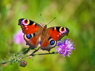 Schmetterling auf Blume