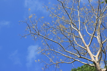 tree in the sky