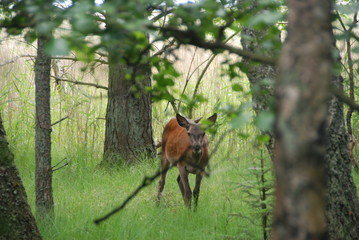Deer in the woods