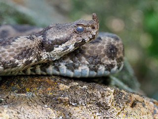 Nose-horned viper, Vipera ammodytes