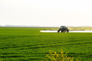 tractor with the help of a sprayer sprays liquid fertilizers on young wheat in the field.